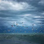 Vis 艾福雷诺德